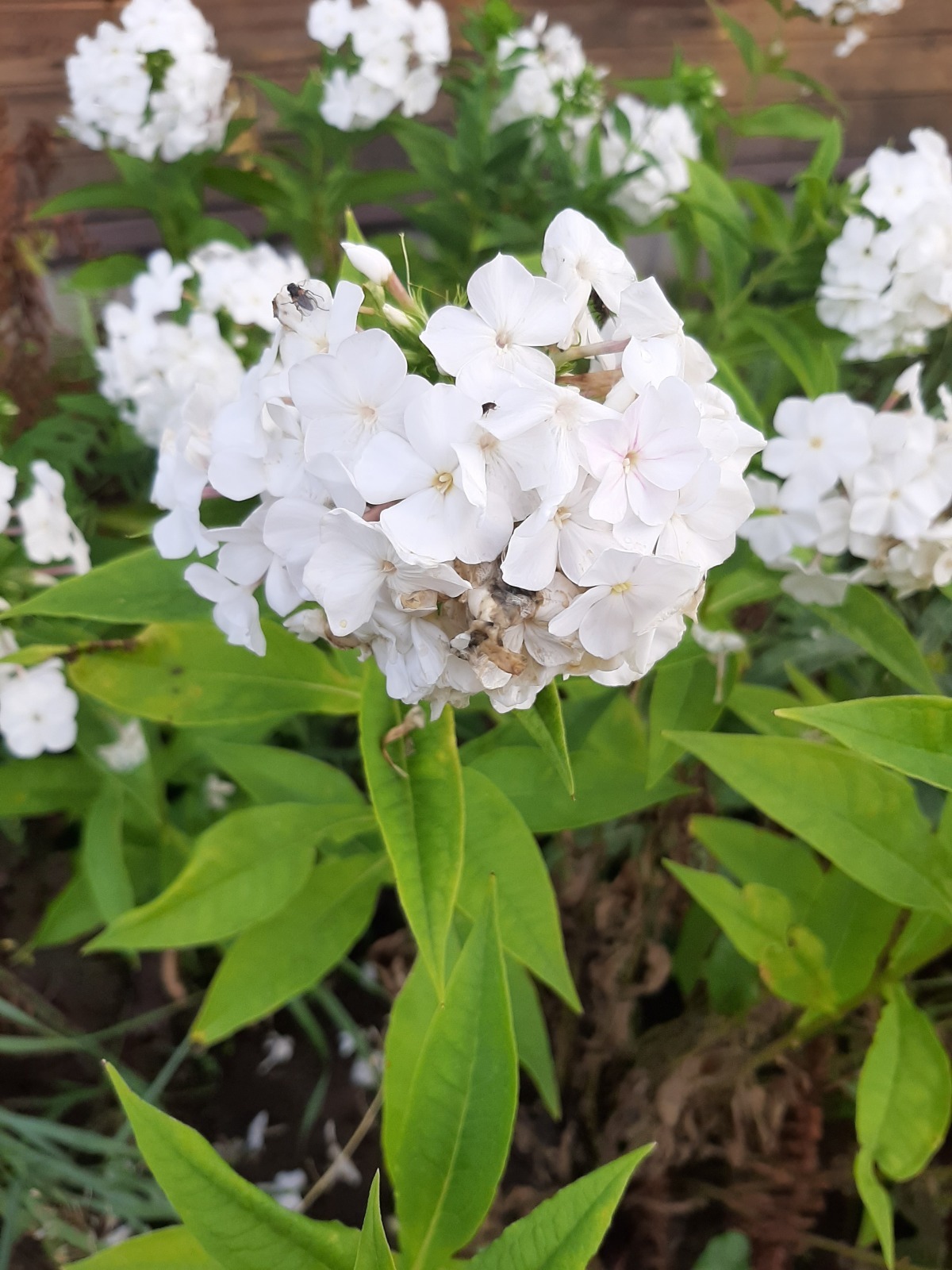 Деревенское разноцветье: цветы, выращенные в 2025 году