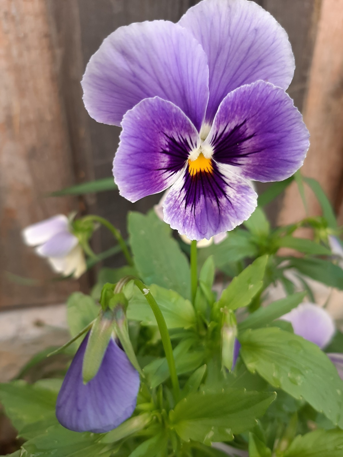 Деревенское разноцветье: цветы, выращенные в 2025 году