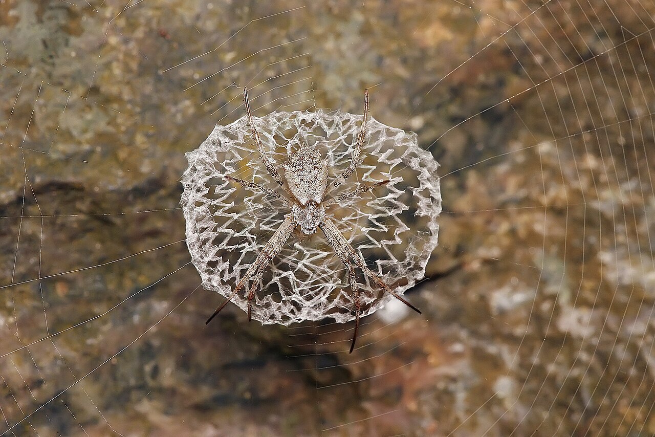 В России зафиксировали нашествие ядовитых пауков-ос