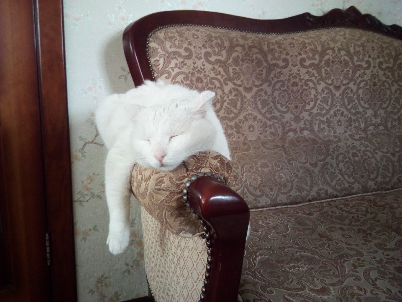 Белка и её кошачья жизнь