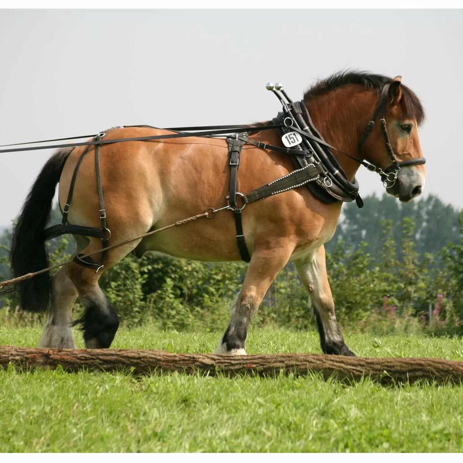 Ломовая лошадь