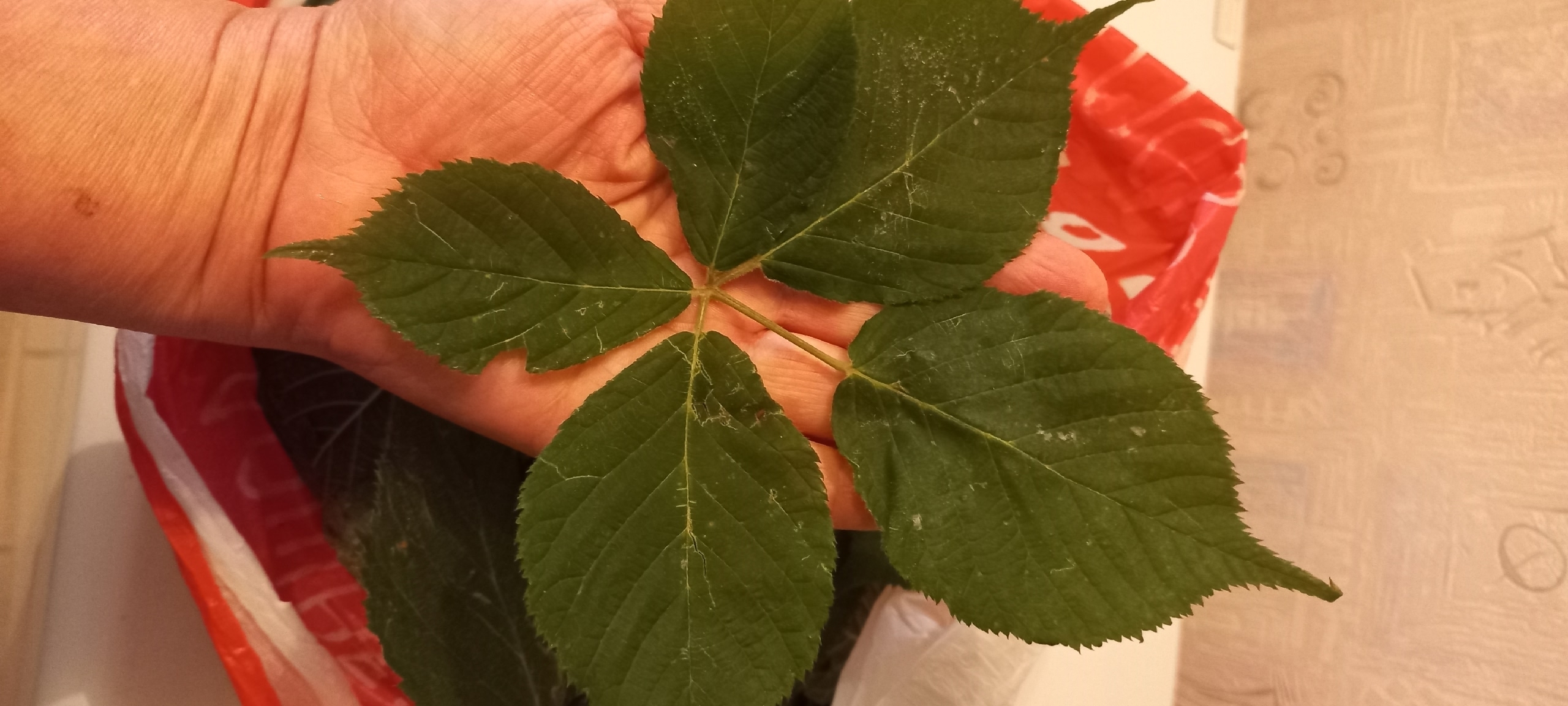 Листья ежевики заморозить нельзя выбросить..