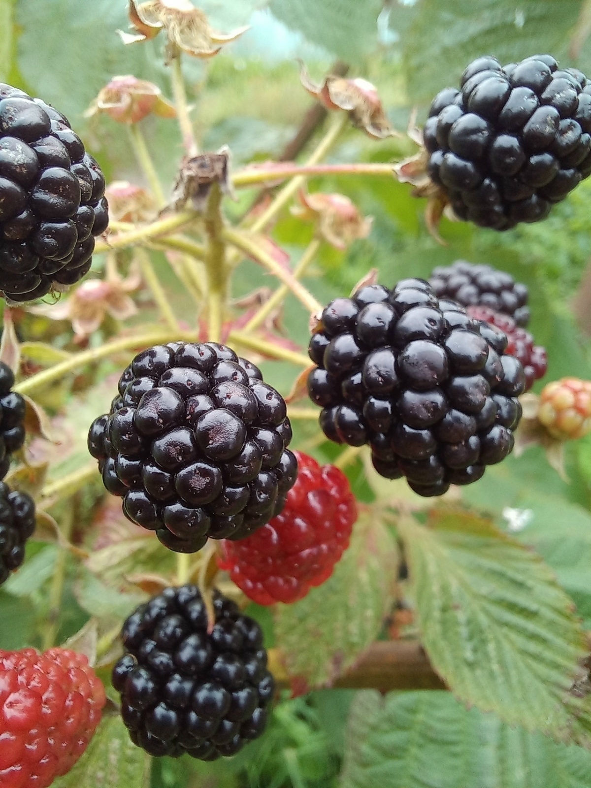 Листья ежевики заморозить нельзя выбросить..