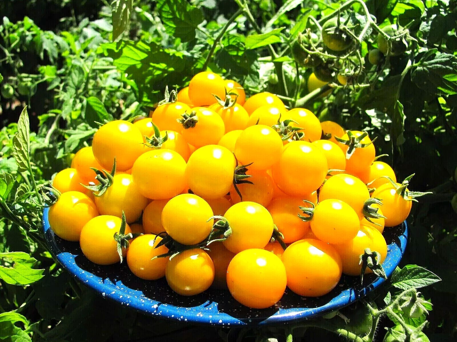 Чем полезны желтые помидоры