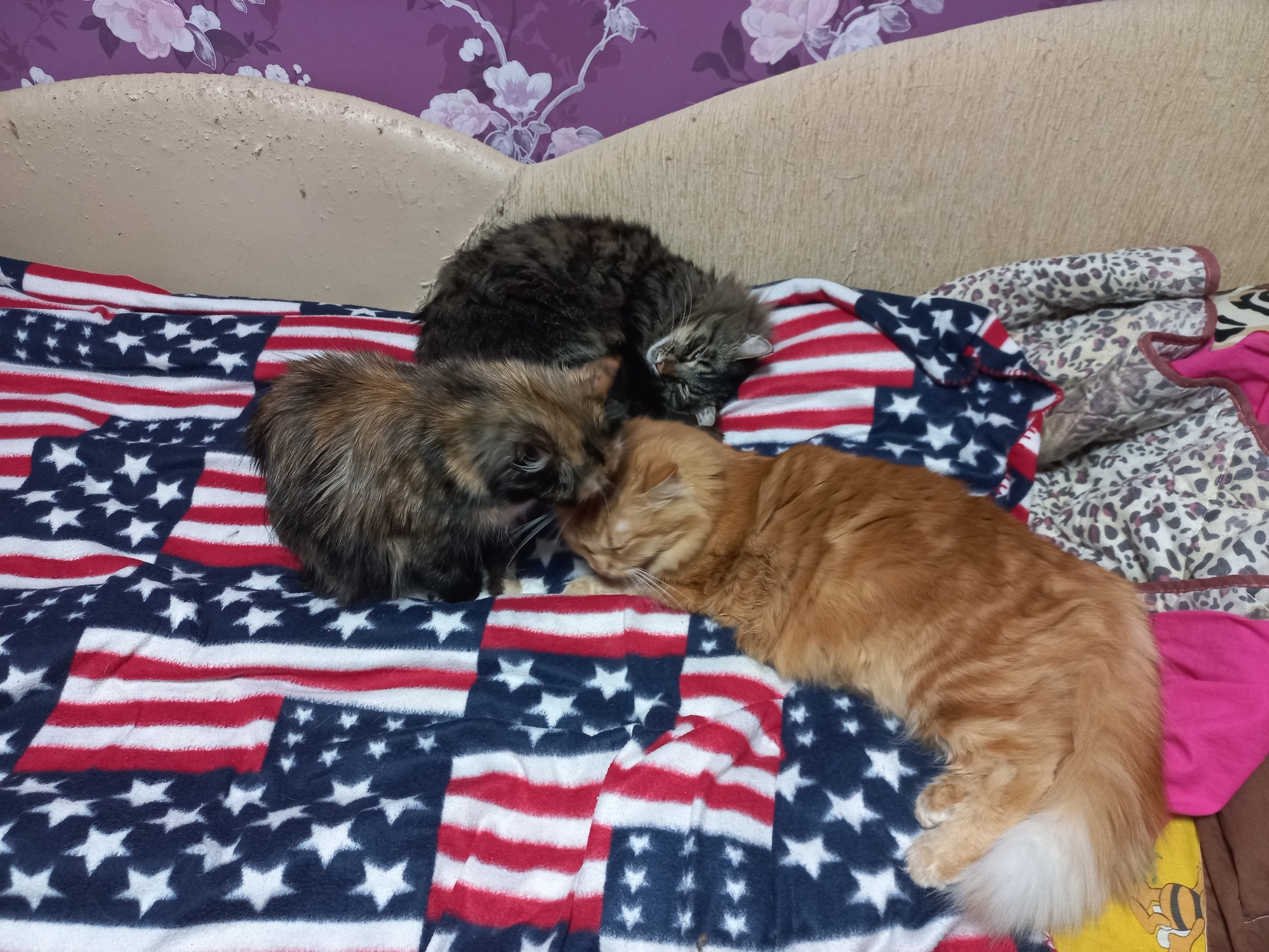 Животные мешают заводить семью и рожать детей? Уважаемые, вы там что употребляете?