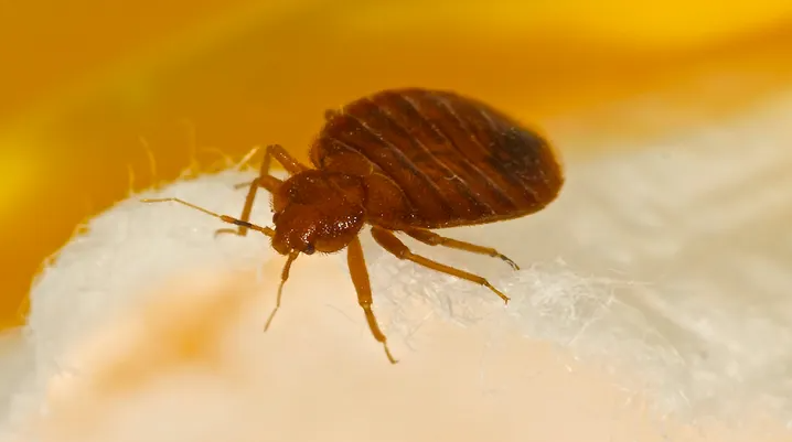 Крупный город Среднего Запада возглавляет список зараженных клопами пятый год подряд.