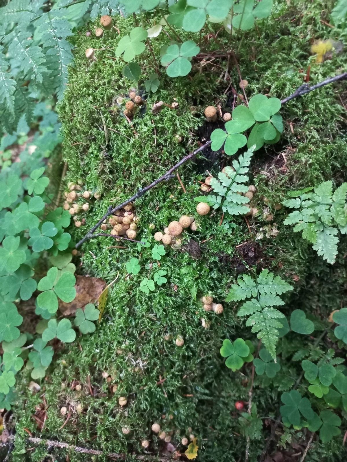 Грибной сезон 2025, поход в лес 28.08.2025