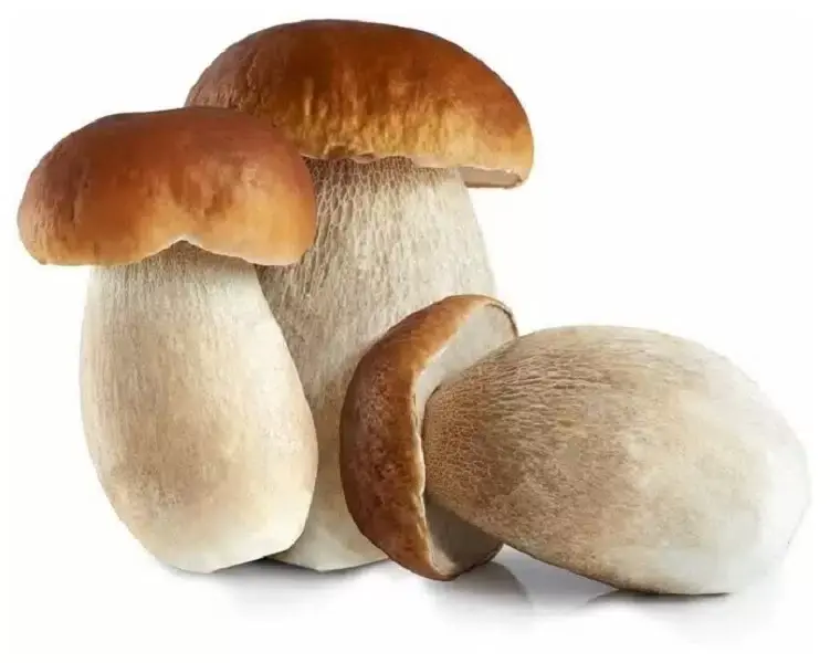 В каких случаях за сбор грибов в лесу можно попасть в тюрьму?