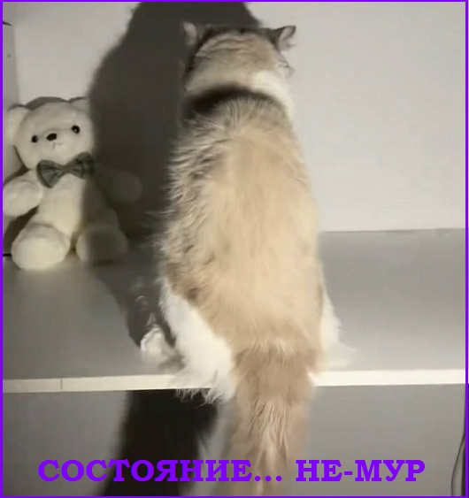 Котопозитивчик «Провожаем лето»