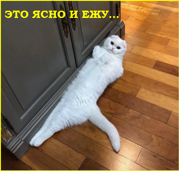 Котопозитивчик «Провожаем лето»