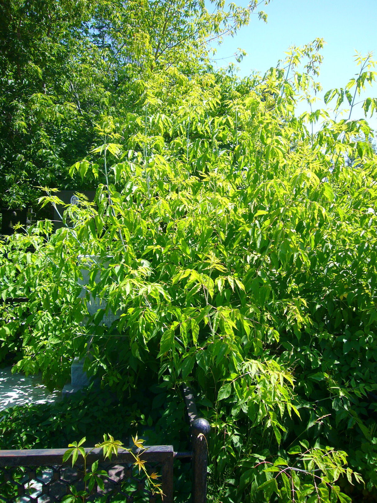 Спасите лес от злобной флоры: Федеральный закон против зеленых диверсантов