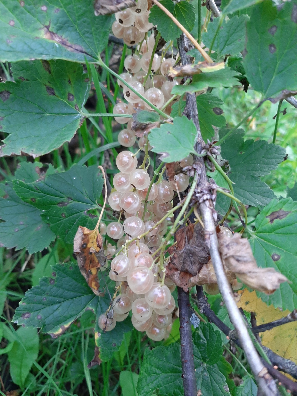 Как я провела лето: урожай 2025. Что удалось вырастить