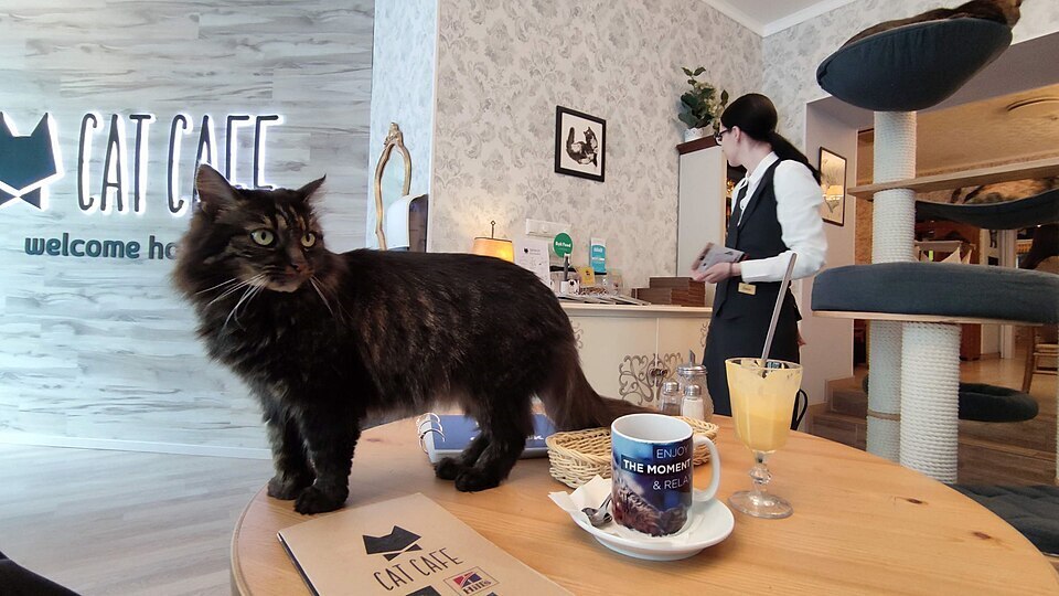 Можно ли держать питомцев в кафе?