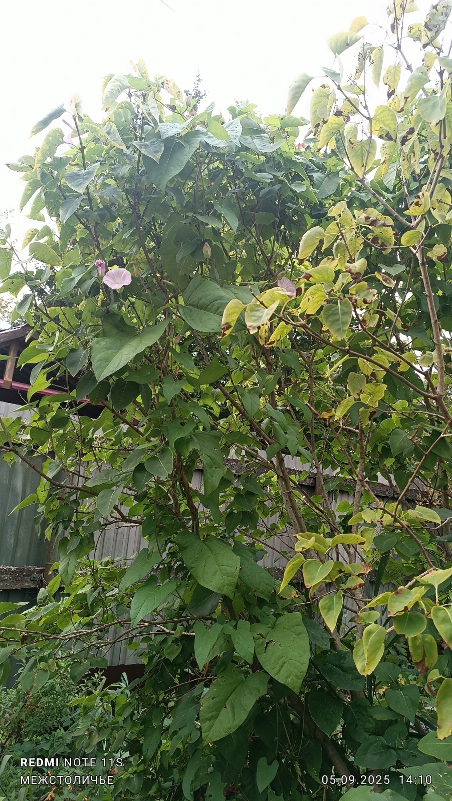 Реклама «Вьюн Торг Банка» из Межстоличья.