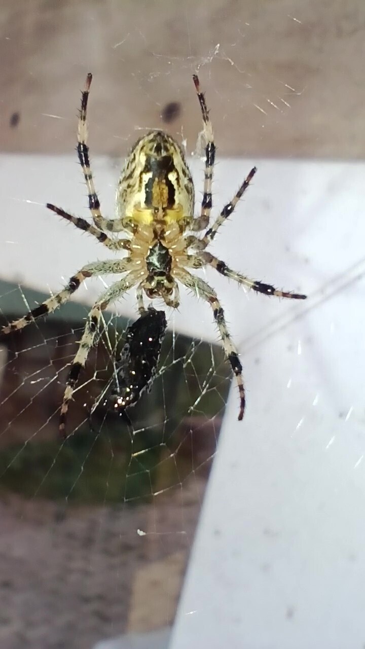 Реклама «Вьюн Торг Банка» из Межстоличья.