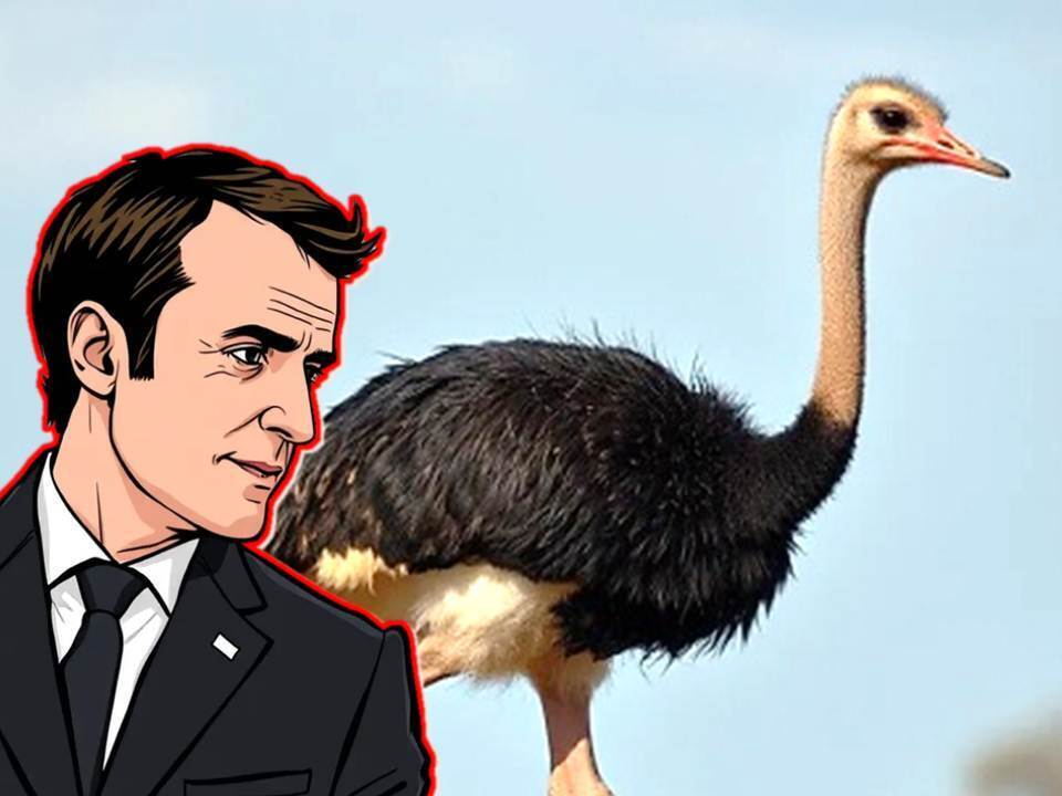 Макрон в домике: почему страус, когда ему страшно, прячет голову в песок