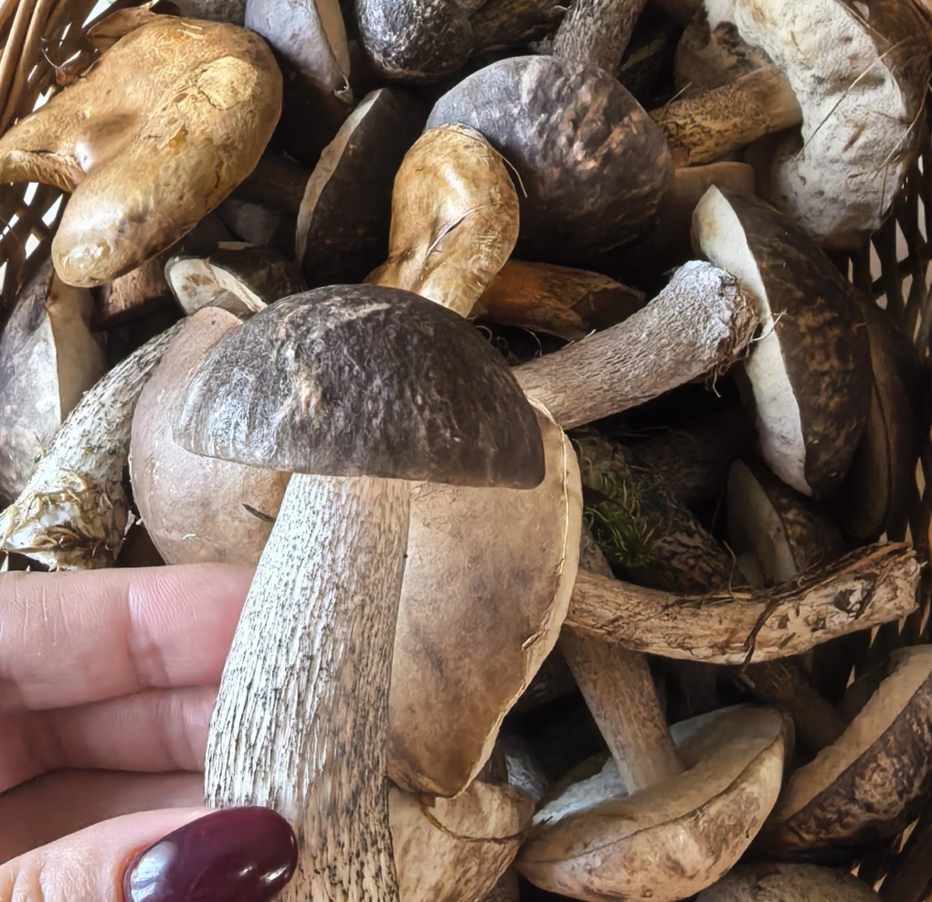 Не только мухоморы: какие грибы действительно опасно собирать по закону? История о том, как сбор грибов в Приморье привел троих граждан за решетку