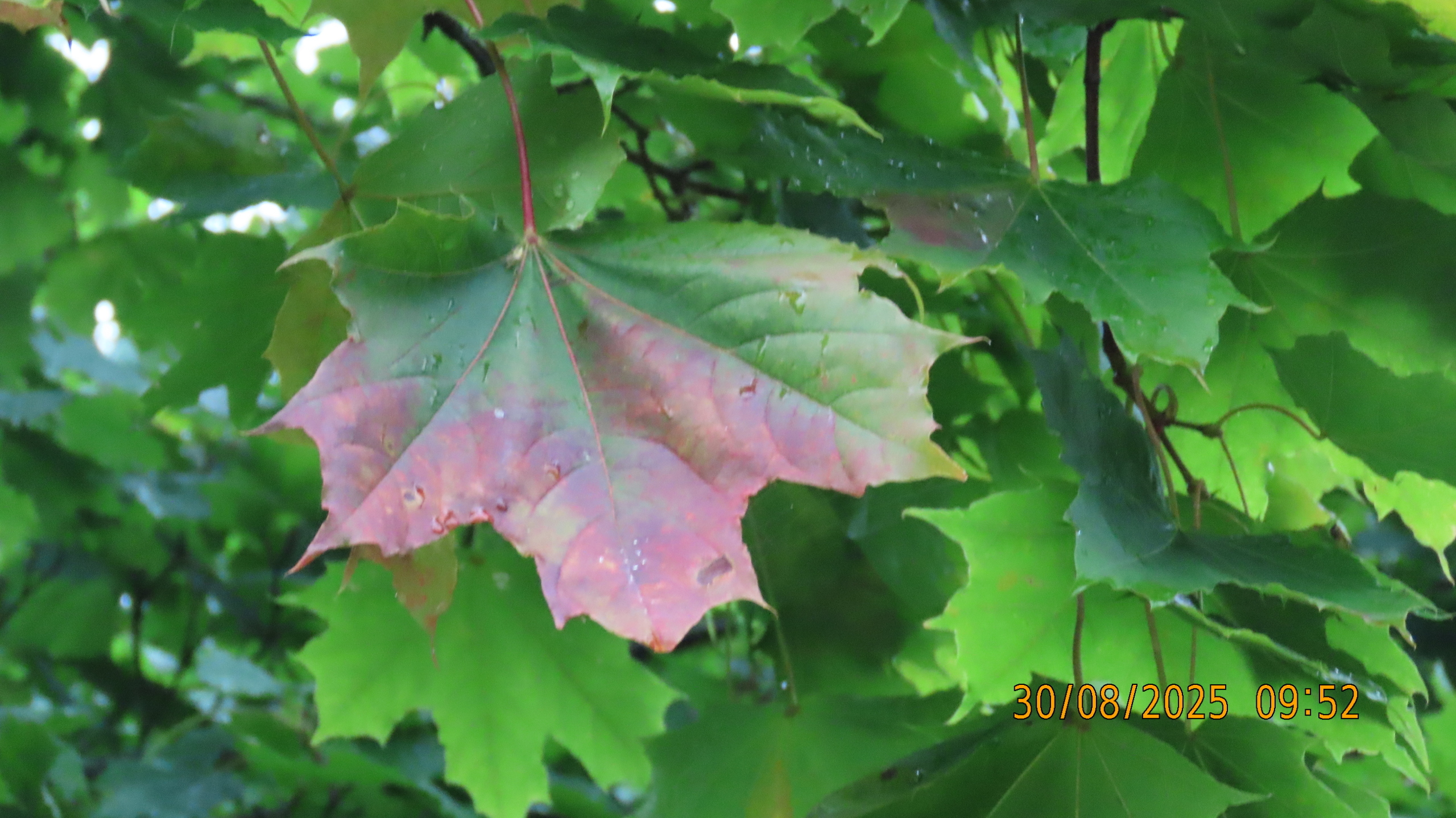 Как Лето - 2025 в очередной раз провело нас.