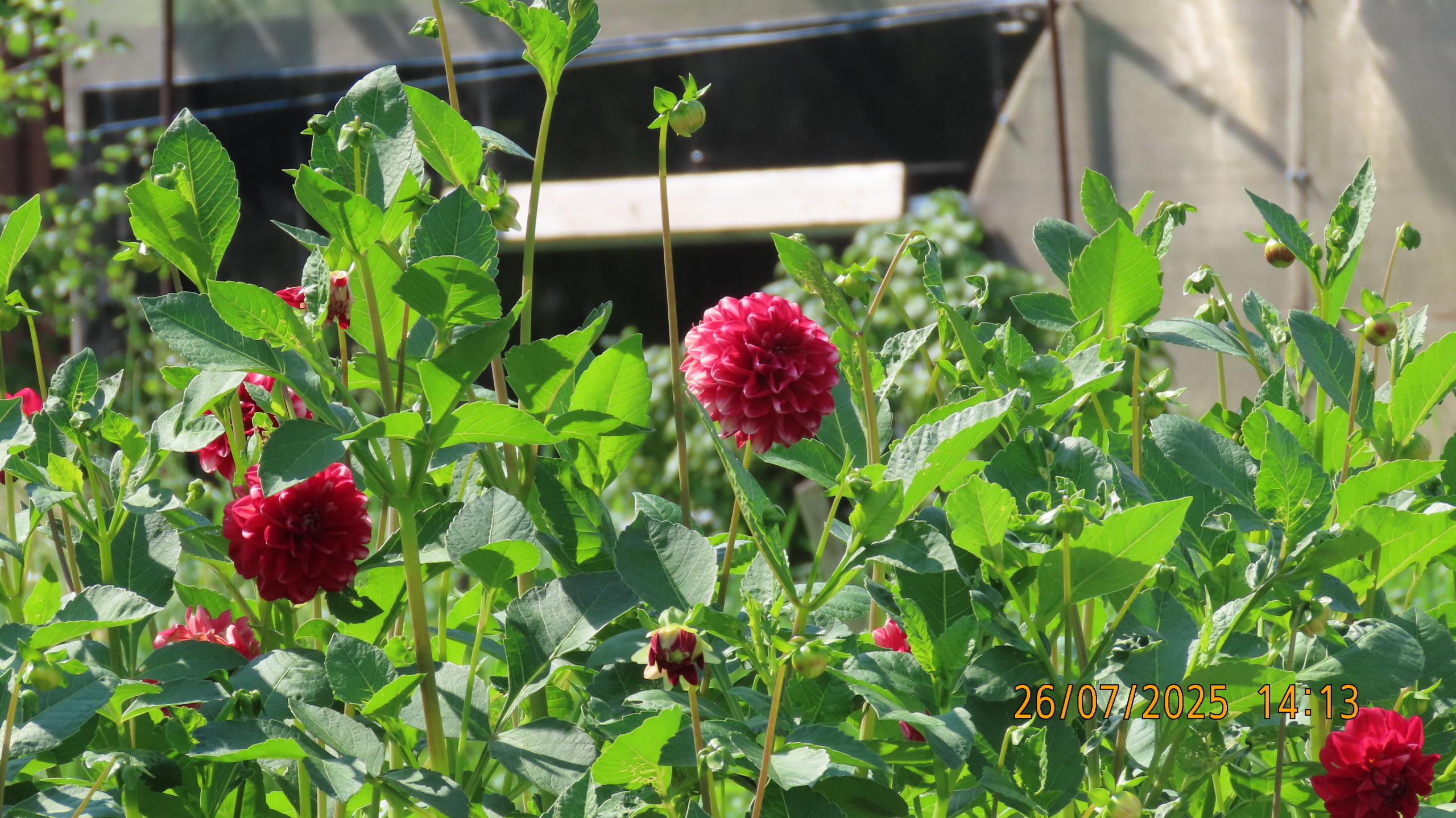 Как Лето - 2025 в очередной раз провело нас.