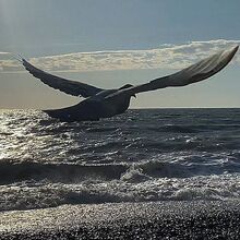 Ольга, г. Псков