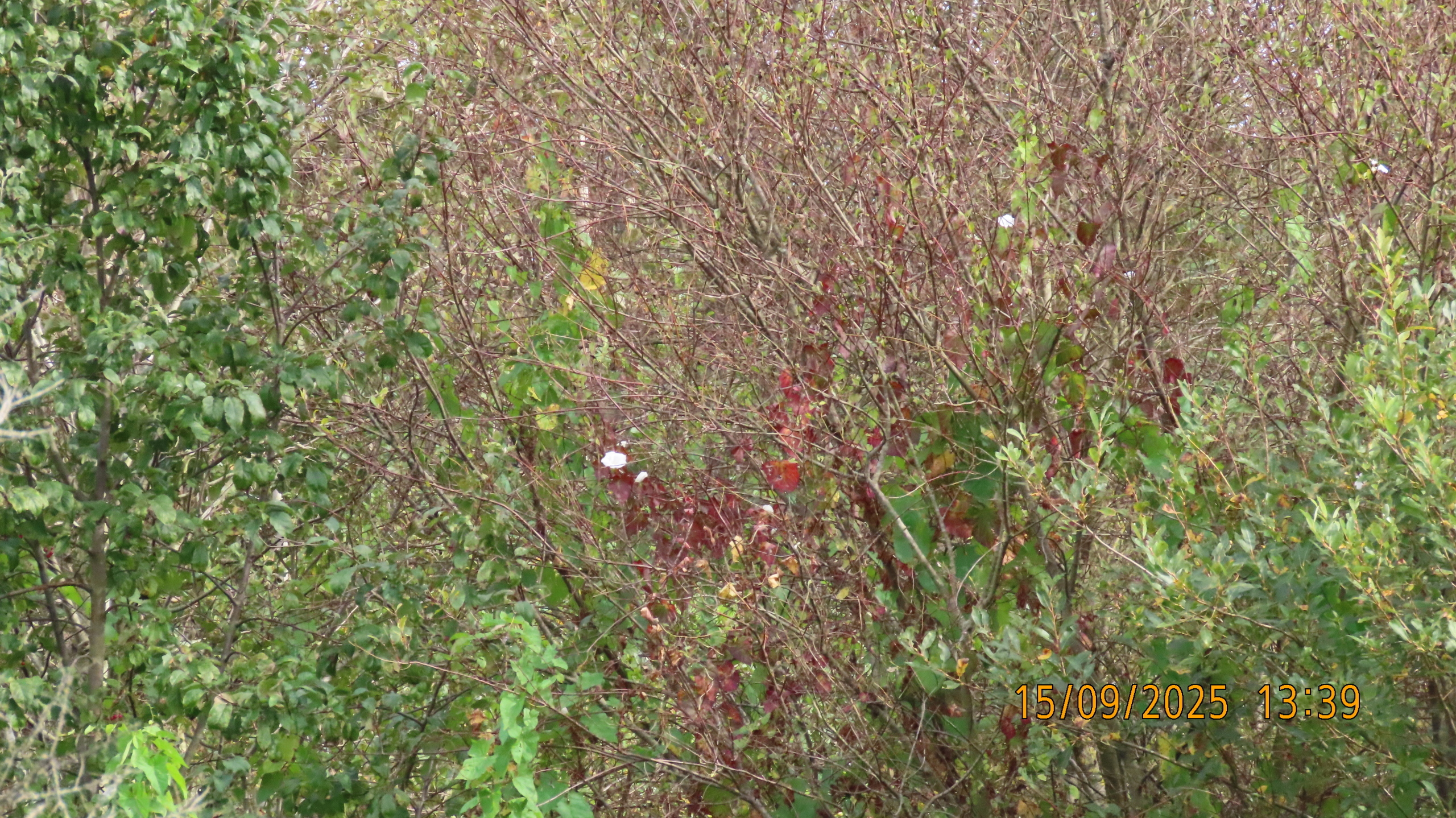 Осень просится в окно.