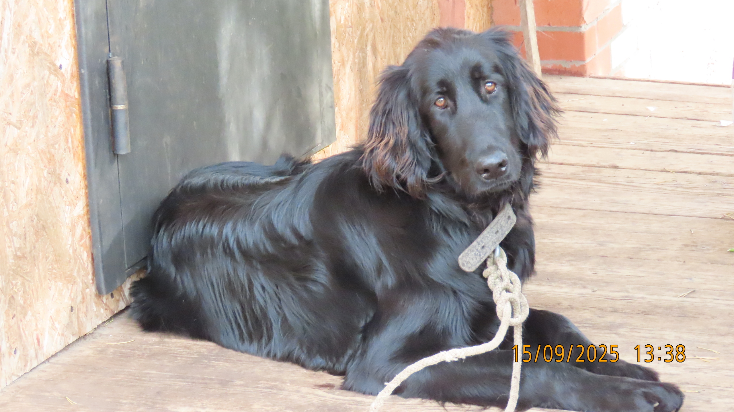 Осень просится в окно.