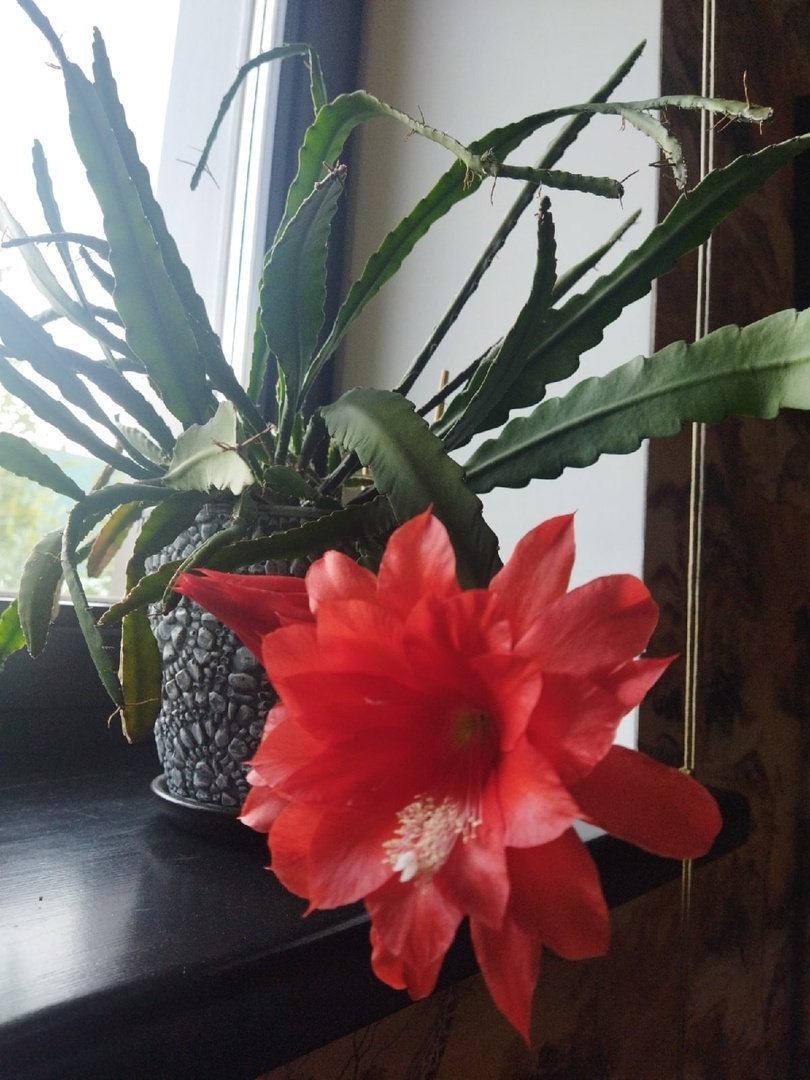 Так и не пойму, то ли я живу в оранжереи, то ли цветы живут у меня