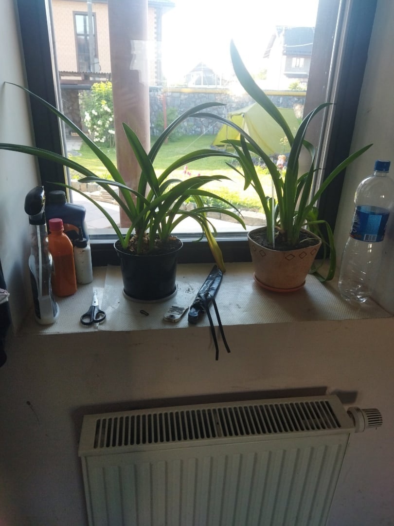 Так и не пойму, то ли я живу в оранжереи, то ли цветы живут у меня