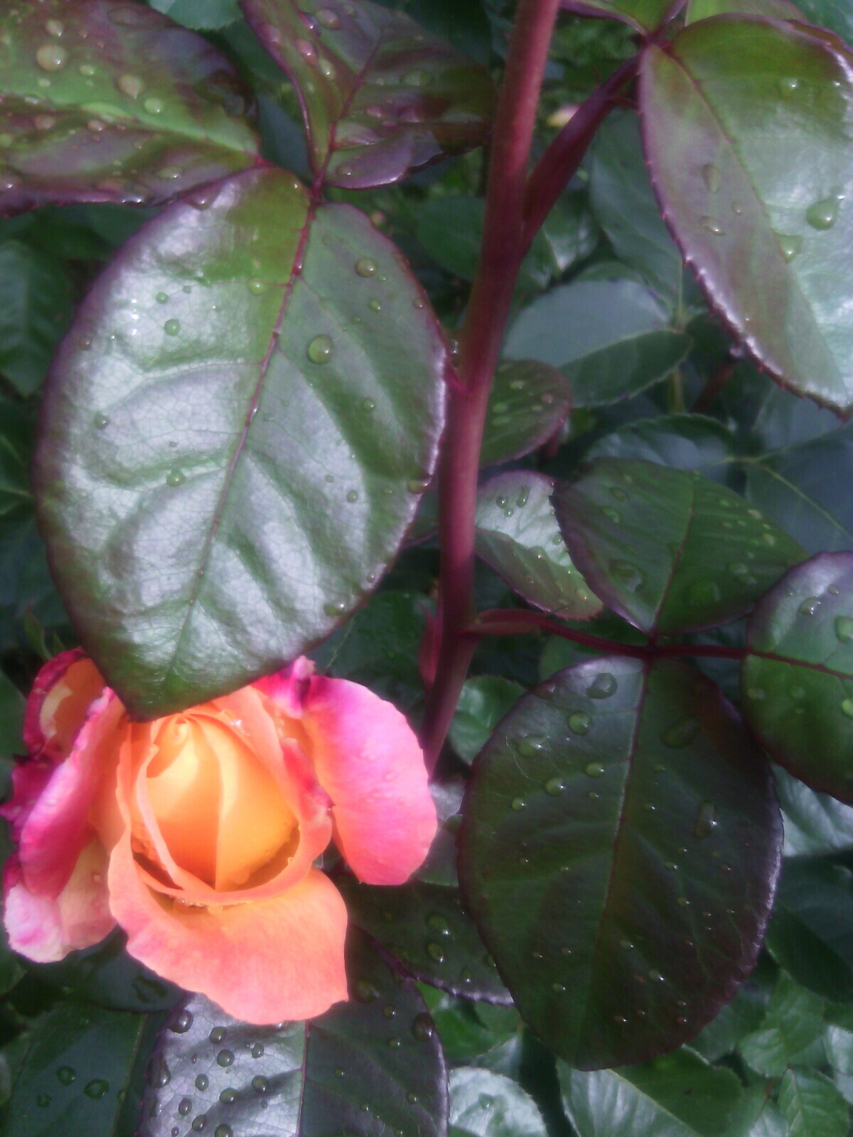 Эти великолепные розы у нашего дома!