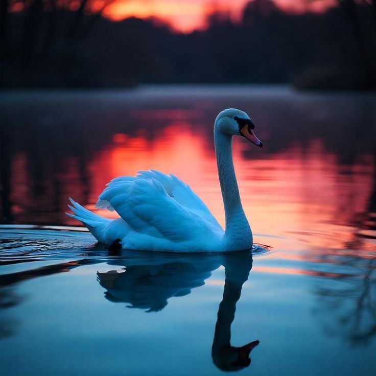 «Лебединая верность: почему эти птицы — символ вечной любви»