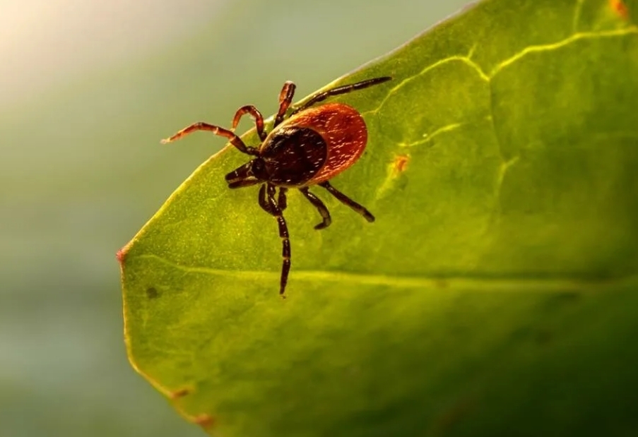 Осторожно! В Пермском крае продолжается активность клещей!