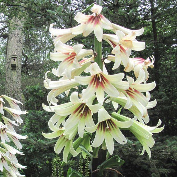 Встречайте! Великаны растительного мира