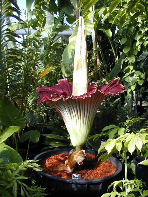 Встречайте! Великаны растительного мира