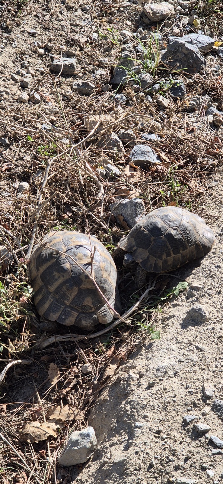 Парк около Family Garden Düğün Davet