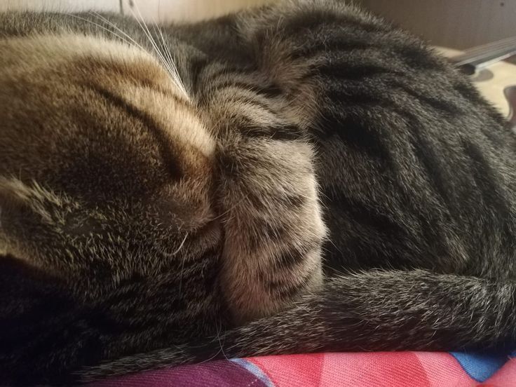 Прогноз погоды по приметам