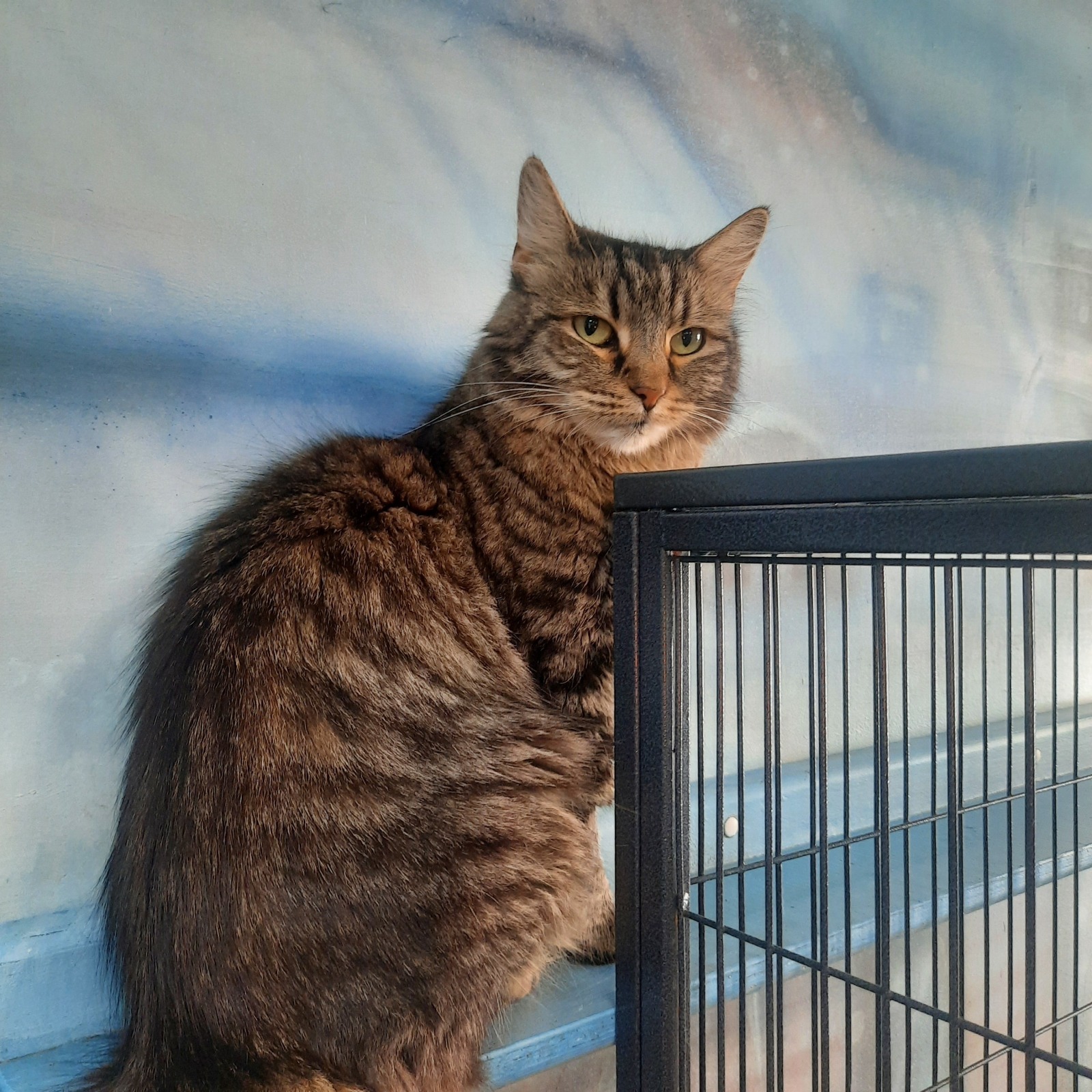 Не пользовалась картой месяц. Какие категории предложил СберСпасибо