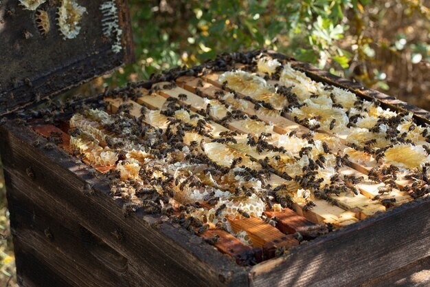 Как заработать, продавая мёд, и выйти на большой рынок