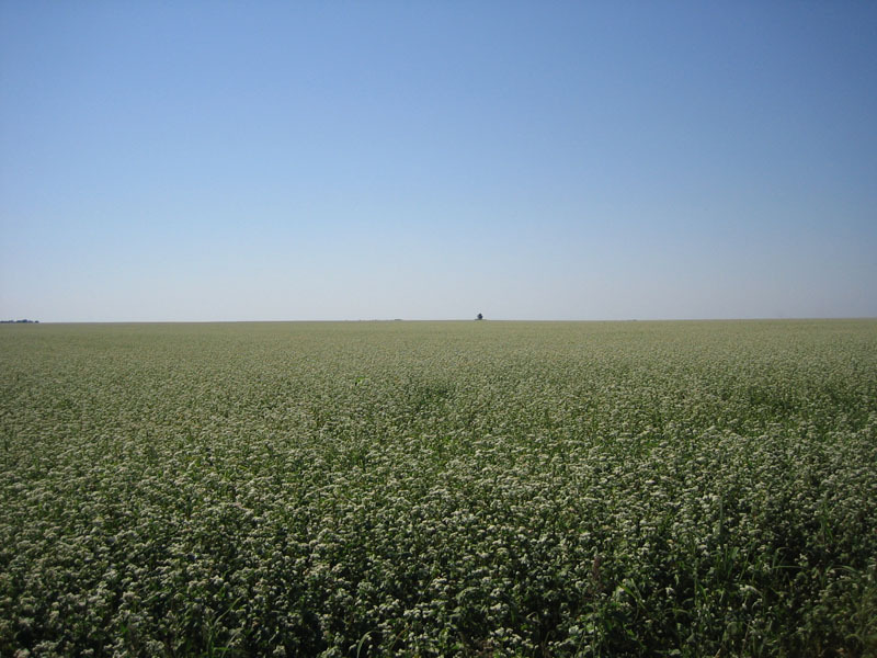 Как ожидаемый неурожай гречихи отразится на ценах на «народный продукт»