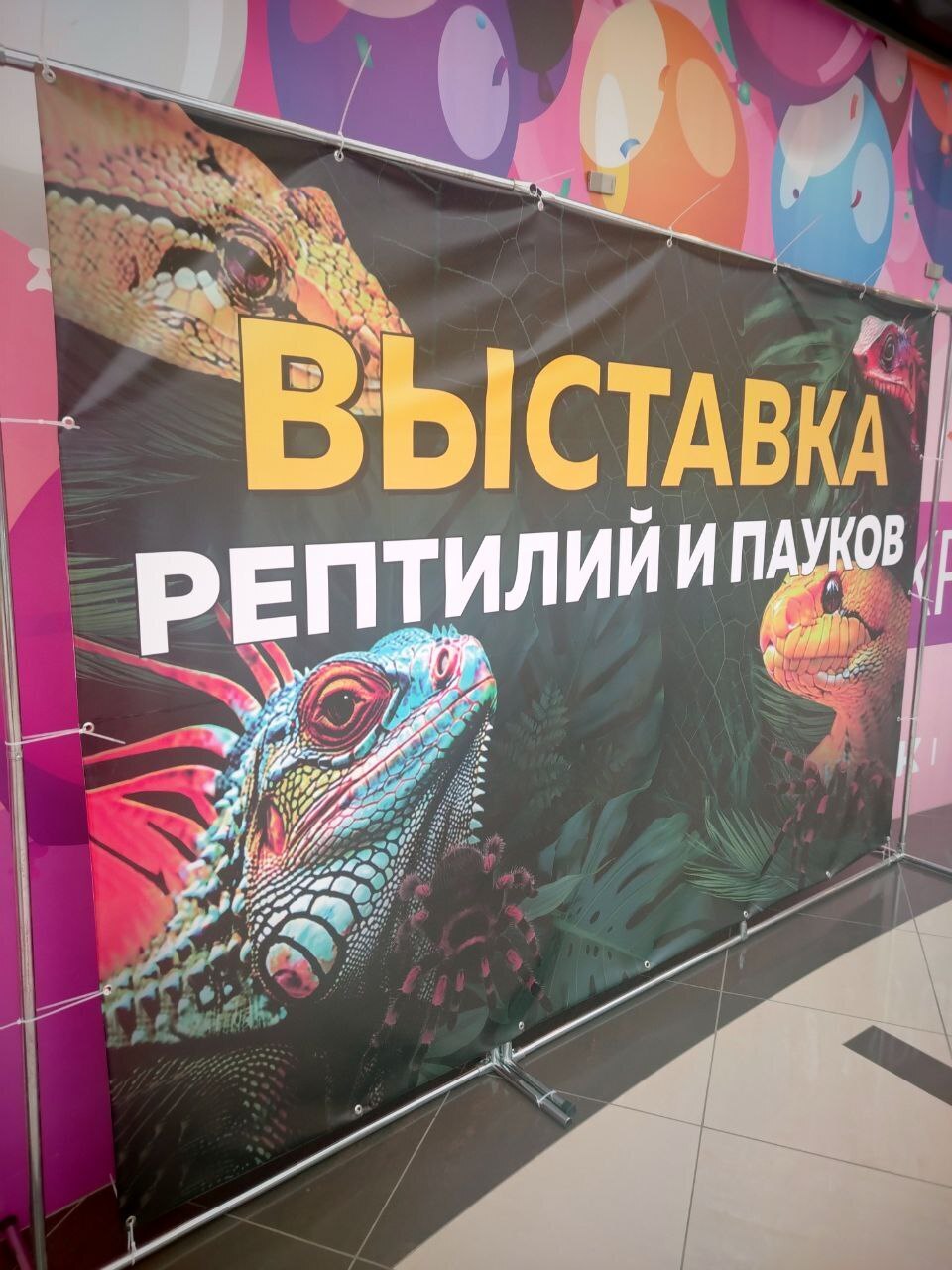 Пауки, змеи и яркие террариумы: выставка, которую стоит увидеть