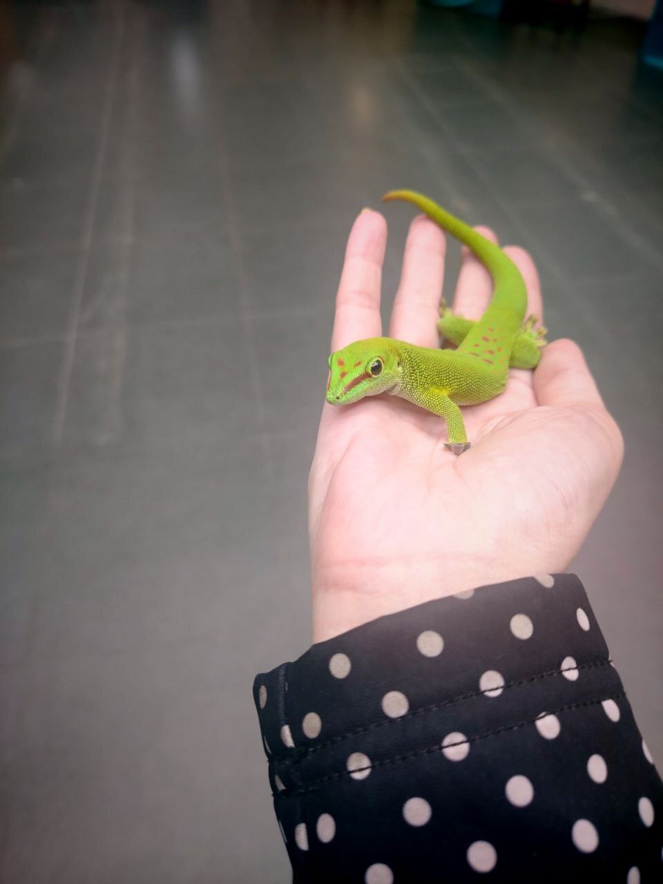 Пауки, змеи и яркие террариумы: выставка, которую стоит увидеть