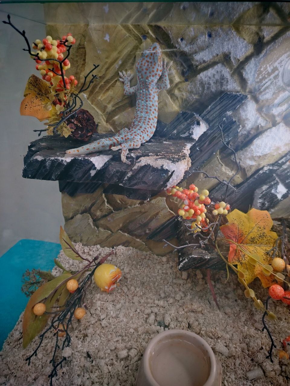 Пауки, змеи и яркие террариумы: выставка, которую стоит увидеть