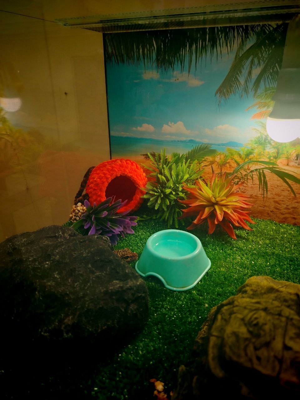 Пауки, змеи и яркие террариумы: выставка, которую стоит увидеть