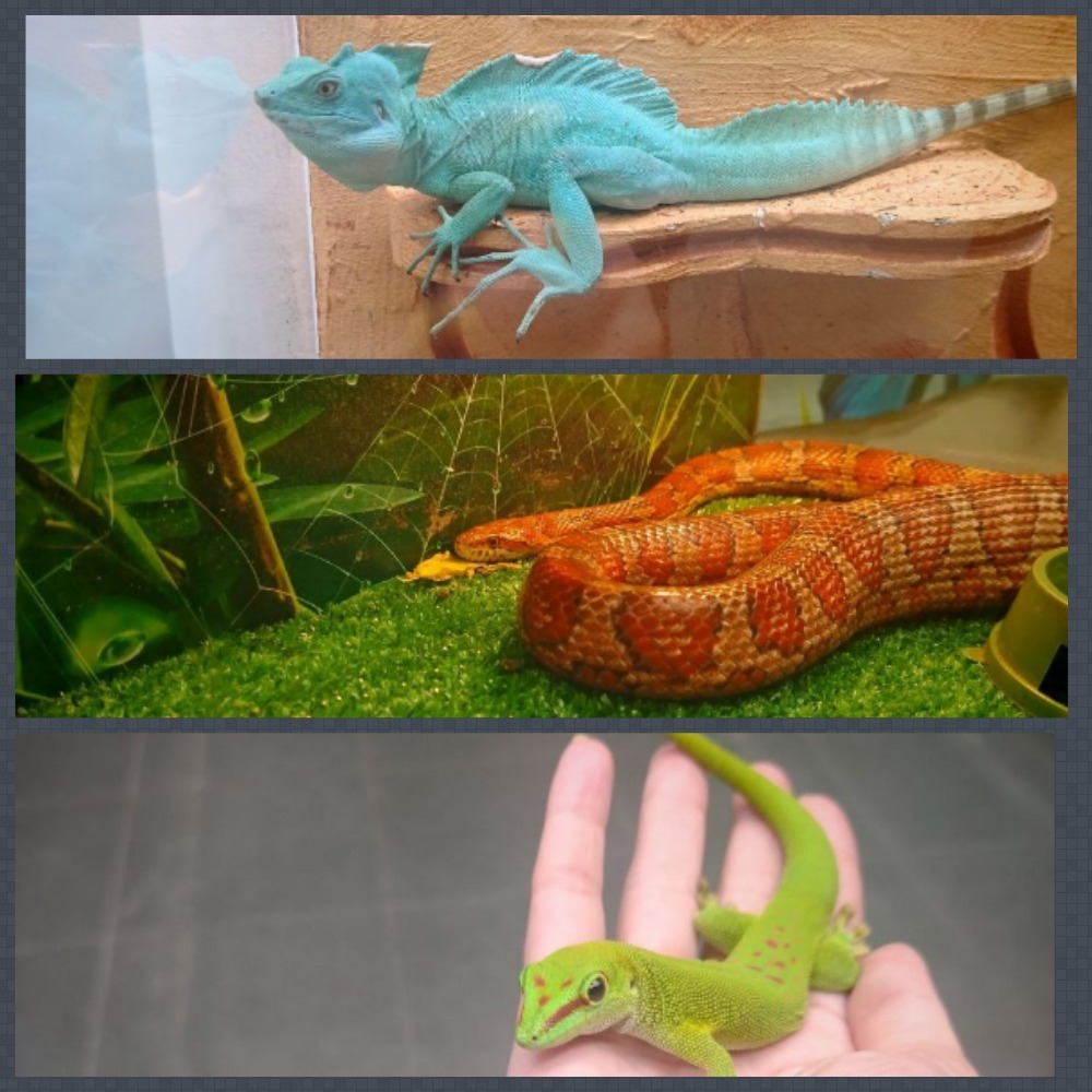 Пауки, змеи и яркие террариумы: выставка, которую стоит увидеть