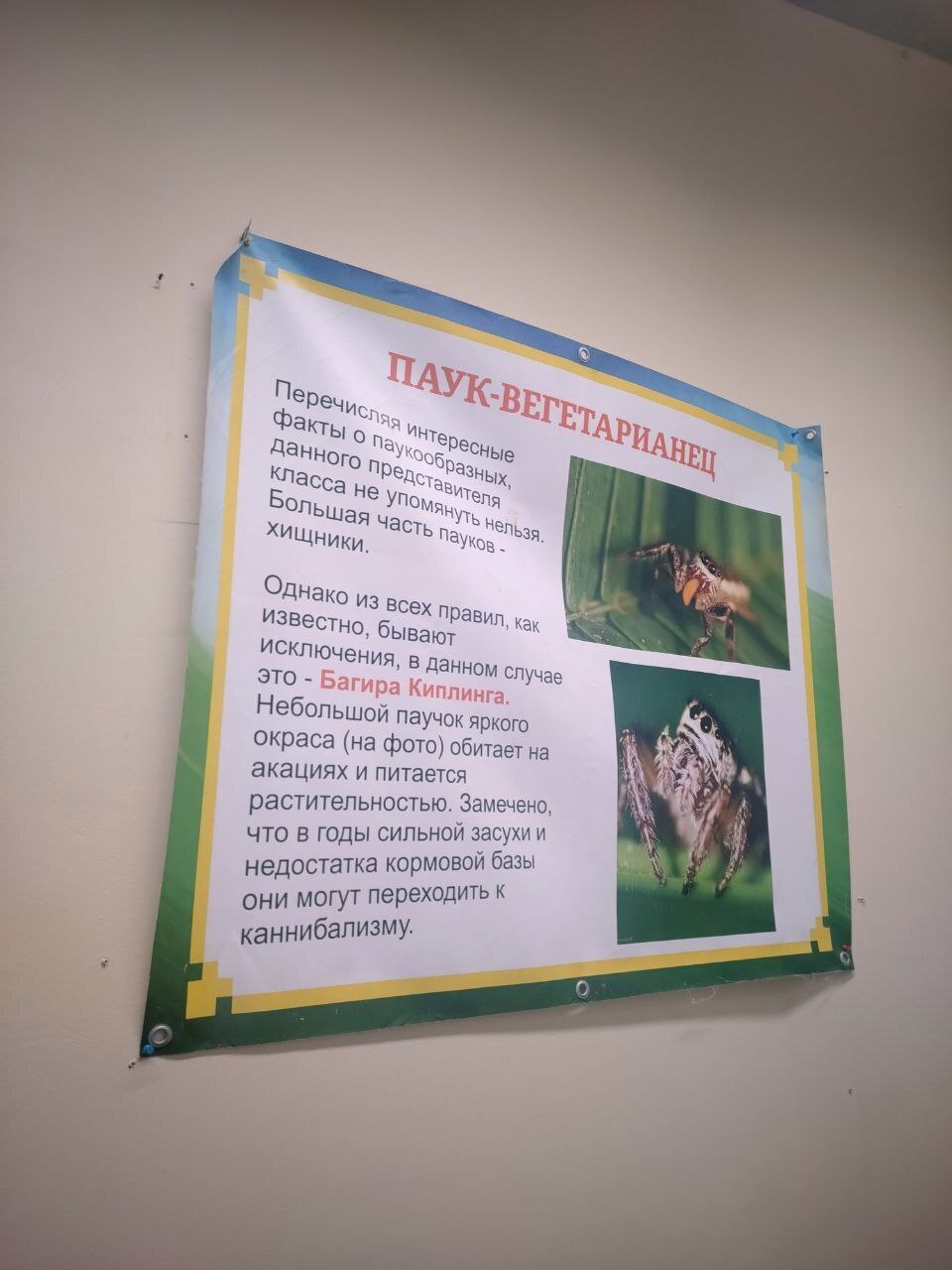 Пауки, змеи и яркие террариумы: выставка, которую стоит увидеть