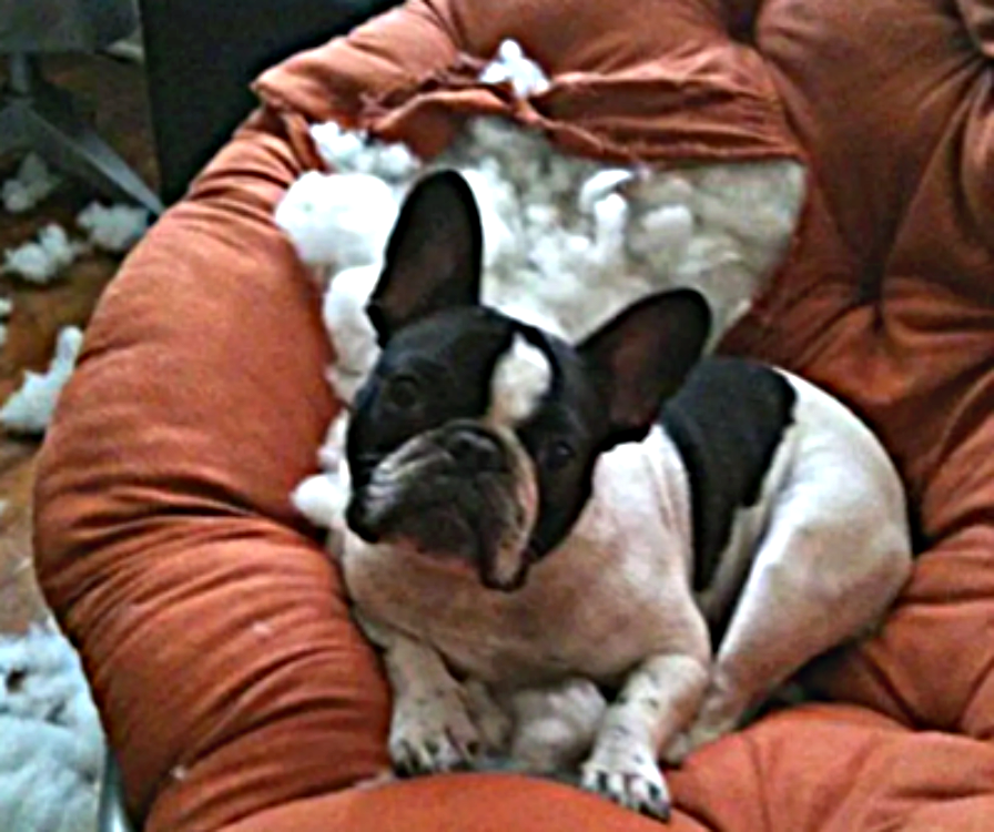 Про домашних лохматых хулиганских группировках