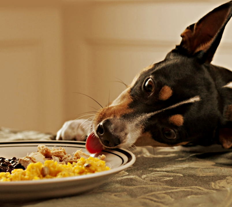 Про домашних лохматых хулиганских группировках