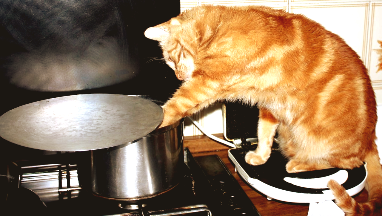 Про домашних лохматых хулиганских группировках