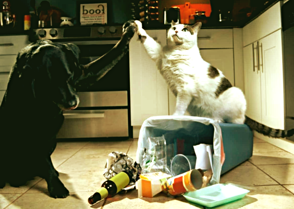 Про домашних лохматых хулиганских группировках