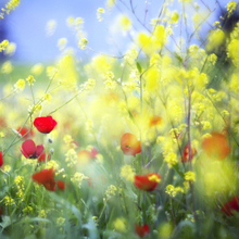 Надежда, г. Липецк