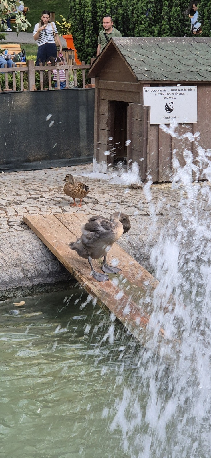 Анкара и лебеди